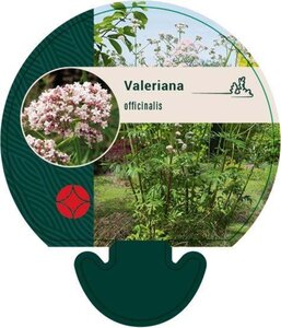 Valeriana officinalis geen maat specificatie 0,55L/P9cm - image 8