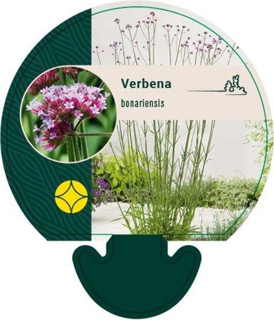 Verbena bonariensis geen maat specificatie 0,55L/P9cm - afbeelding 2