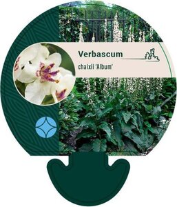 Verbascum chaixii 'Album' geen maat specificatie 0,55L/P9cm