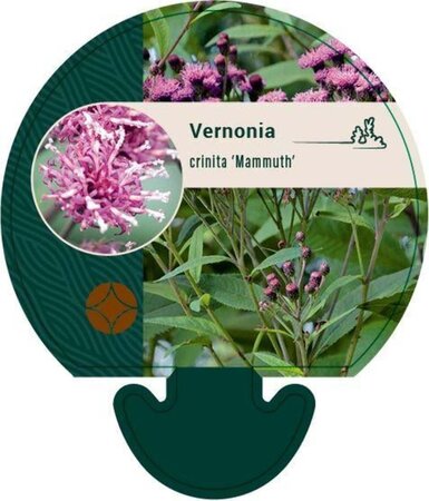 Vernonia crinita 'Mammuth' geen maat specificatie 0,55L/P9cm