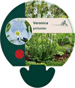 Veronica gentianoides geen maat specificatie 0,55L/P9cm - afbeelding 2