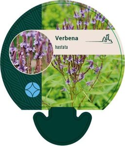 Verbena hastata geen maat specificatie 0,55L/P9cm - afbeelding 3