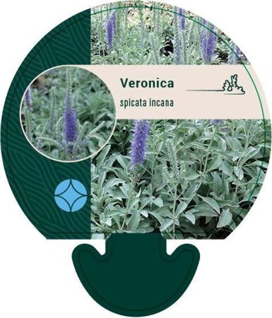 Veronica spicata incana geen maat specificatie 0,55L/P9cm - afbeelding 2