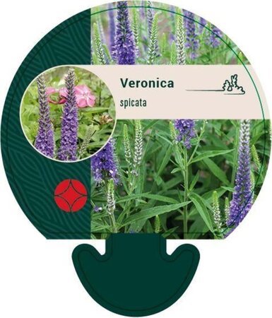 Veronica spicata geen maat specificatie 0,55L/P9cm