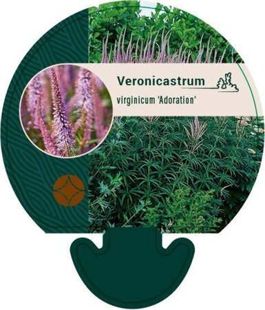 Veronicastrum virg. 'Adoration' geen maat specificatie 0,55L/P9cm - afbeelding 2