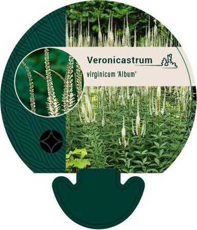 Veronicastrum virg. 'Album' geen maat specificatie 0,55L/P9cm - afbeelding 3
