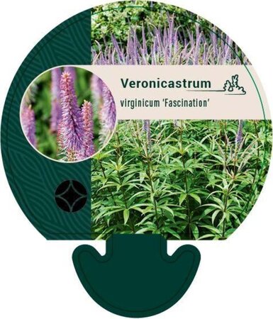 Veronicastrum virg. 'Fascination' geen maat specificatie 0,55L/P9cm - afbeelding 3