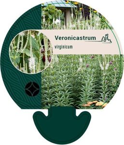 Veronicastrum virginicum geen maat specificatie 0,55L/P9cm - afbeelding 2