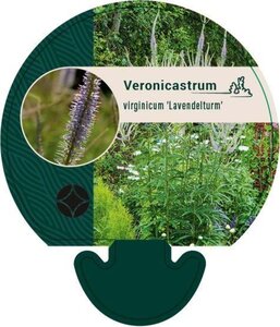 Veronicastrum virg. 'Lavendelturm' geen maat specificatie 0,55L/P9cm