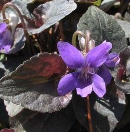 Viola labradorica geen maat specificatie 0,55L/P9cm - afbeelding 2