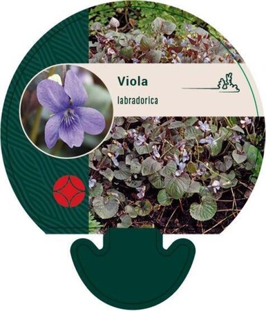 Viola labradorica geen maat specificatie 0,55L/P9cm - afbeelding 2