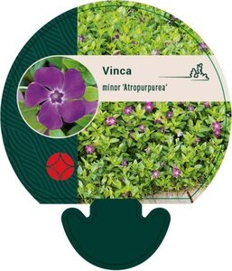 Vinca minor 'Atropurpurea' geen maat specificatie 0,55L/P9cm - afbeelding 1