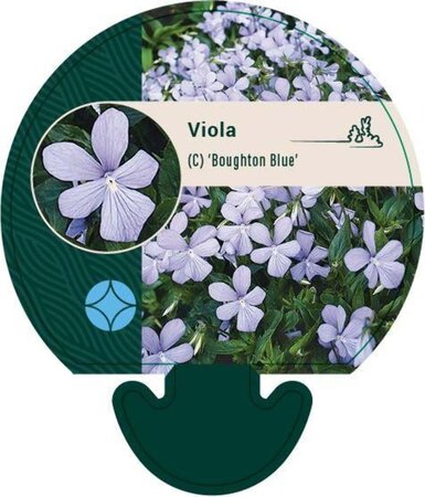 Viola (C) 'Boughton Blue' geen maat specificatie 0,55L/P9cm - afbeelding 1
