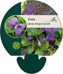 Viola odorata 'Königin Charlotte' geen maat specificatie 0,55L/P9cm - afbeelding 1