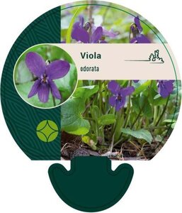 Viola odorata geen maat specificatie 0,55L/P9cm - afbeelding 3