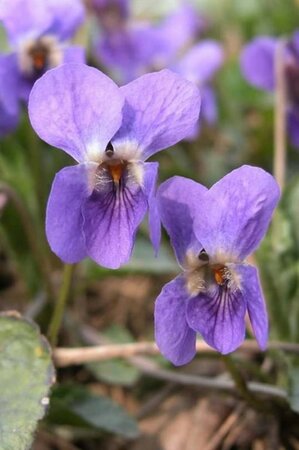 Viola odorata geen maat specificatie 0,55L/P9cm - afbeelding 2