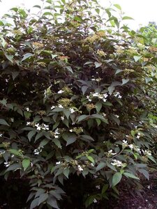 Viburnum plic. 'Watanabe' 80-100 cm met kluit