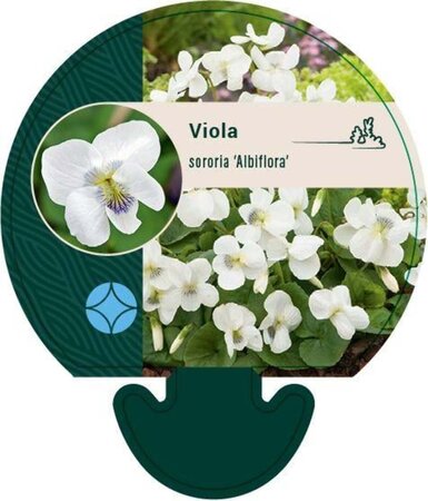 Viola sororia 'Albiflora' geen maat specificatie 0,55L/P9cm - afbeelding 3