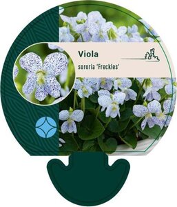 Viola sororia 'Freckles' geen maat specificatie 0,55L/P9cm