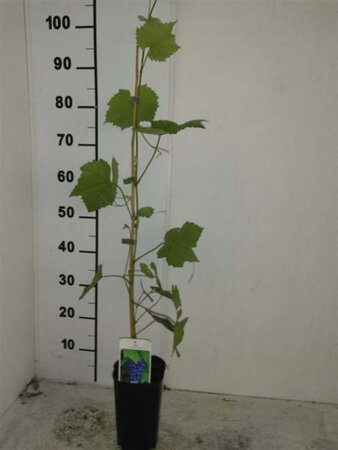 Vitis vinifera 80-100 cm rozenpot 2L