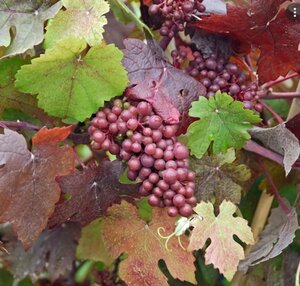 Vitis vinifera 'Purpurea' 80-100 cm cont. 2,0L - afbeelding 1