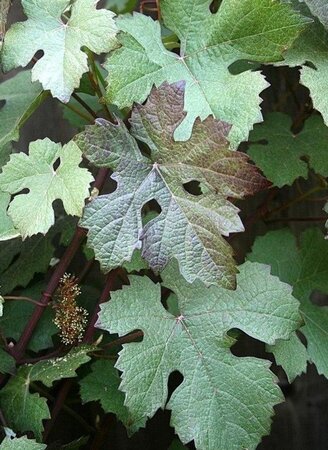Vitis vinifera 'Purpurea' 80-100 cm cont. 2,0L - afbeelding 2