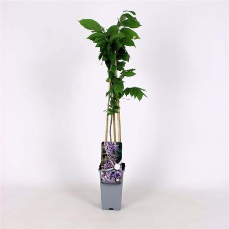 Wisteria flor. 'Eranthema' (paars) 70 cm vierkant 2L