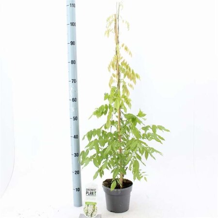 Wisteria sinensis 'Alba' 80-100 cm cont. 2,0L met stok - afbeelding 2