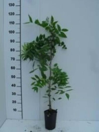 Wisteria sinensis 80-100 cm rozenpot 2L