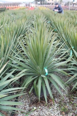 Yucca gloriosa 60-80 cm cont. 15L