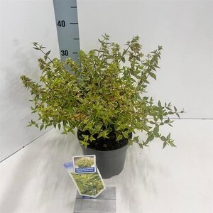 Abelia grandifl. Happy Daydream 25-30 cm cont. 2,0L - afbeelding 5