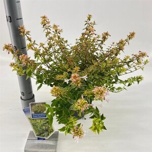Abelia grandifl. Happy Daydream 25-30 cm cont. 2,0L - afbeelding 7