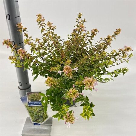 Abelia grandifl. Happy Daydream 25-30 cm cont. 2,0L - image 7