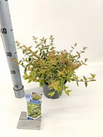 Abelia grandifl. Happy Daydream 25-30 cm cont. 2,0L - image 4