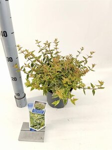 Abelia grandifl. Happy Daydream 25-30 cm cont. 2,0L - image 4