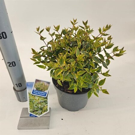 Abelia grandifl. Happy Daydream 25-30 cm cont. 2,0L - image 3