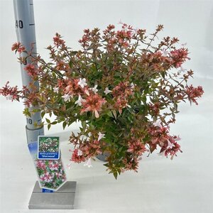 Abelia grandifl. Happy Daydream 25-30 cm cont. 2,0L - image 6