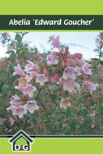 Abelia 'Edward Goucher' geen maat specificatie cont. 3,0L - afbeelding 2
