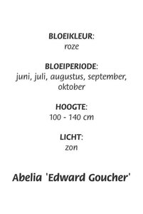 Abelia 'Edward Goucher' geen maat specificatie cont. 3,0L