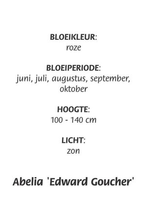 Abelia 'Edward Goucher' geen maat specificatie cont. 3,0L - image 1