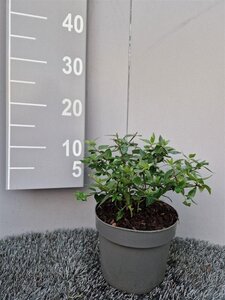 Abelia grandiflora 20-30 cm cont. 2,0L