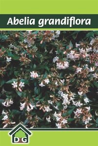 Abelia grandiflora geen maat specificatie cont. 3,0L - afbeelding 2