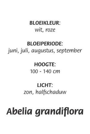 Abelia grandiflora geen maat specificatie cont. 3,0L - image 1