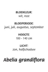 Abelia grandiflora geen maat specificatie cont. 3,0L