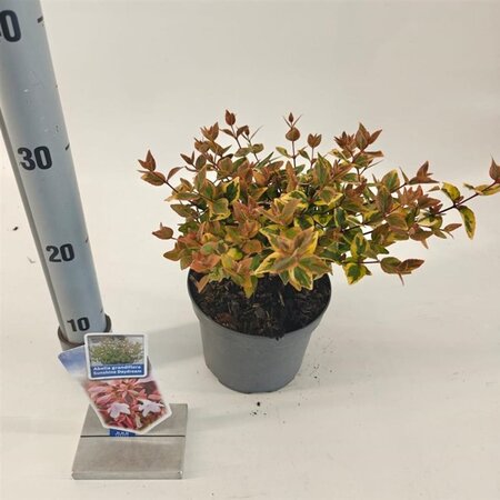 Abelia grandifl. Sunshine Daydream 25-30 cm cont. 2,0L - afbeelding 3