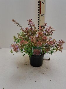 Abelia grandifl. Sunshine Daydream 25-30 cm cont. 2,0L - afbeelding 4