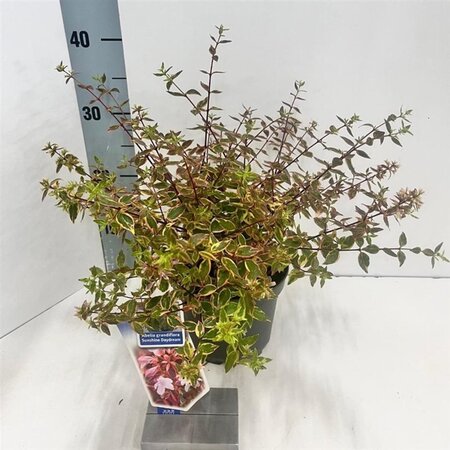 Abelia grandifl. Sunshine Daydream 25-30 cm cont. 2,0L - image 5