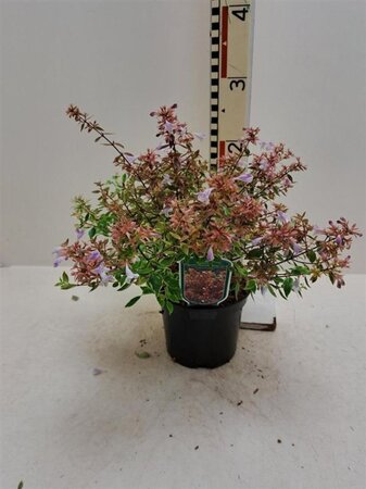 Abelia grandifl. Sunshine Daydream 25-30 cm cont. 2,0L - image 4
