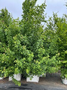 Acer campestre 350-400 cm cont. 100L - afbeelding 2