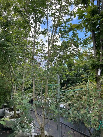 Acer campestre 350-400 cm cont. 100L - image 3